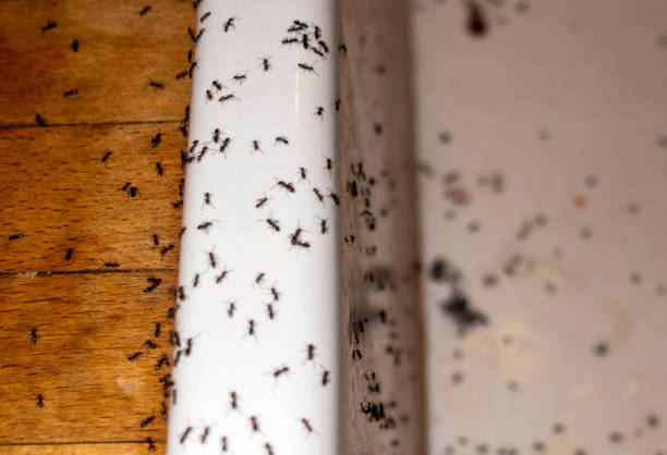 Best Pest Inspection Near Me  in Pearl, MS